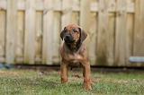 RODESIAN RIDGEBACK 238